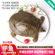 品鮮肴【活鮮】外湖生態(tài)野養(yǎng)甲魚 中華鱉團(tuán)魚 老鱉現(xiàn)貨現(xiàn)捕鮮活體水產(chǎn) 公鱉 約750g/只 發(fā)活體
