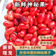 果坊情神秘果鮮果蜜拉圣果果實罕見果神奇果實果干酸變甜改變味覺新鮮 果干4粒