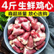 雞心新鮮生雞心雞內(nèi)臟雞心眼冷凍生鮮雞心 鹵味夜市擺攤 新鮮冷凍4斤雞心