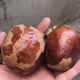 托托貼貼佛心果 超大原籽黃皮果掛墜釋迦菩提果燈芯SN6267 紅皮大一顆果