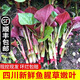 辰實(shí)【現挖發(fā)順豐】魚(yú)腥草新鮮 折耳根葉子 側耳根節節根蔬菜現挖發(fā) 2斤四川魚(yú)腥草嫩葉【順豐快遞】