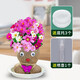 旺浦商貿(mào)頭上長(zhǎng)草娃娃開(kāi)花草頭娃娃創(chuàng)意迷你小盆栽桌面陽(yáng)臺(tái)趣味水培綠植物 開(kāi)花娃娃2個(gè)+托盤(pán)+營(yíng)養(yǎng)液+噴瓶
