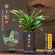 劉閣蘭花蘭花苗世界上超香四季蘭帝王妃 金邊矮種夏帶濃香花苞花卉盆栽 6大壯苗+配厚德載物盆+2包土