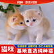 貝利葉【貓咪福利】純種布偶貓英短美短緬因德文貓矮腳小幼崽活體寵物貓 寵物級 【純種幼貓】