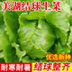 種菜記生菜種子玻璃生菜 結(jié)球生菜辛普森精英生吃沙拉陽臺園藝蔬菜種籽 美湖101結(jié)球生菜10克