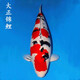 獅灣 錦鯉魚(yú)活體日本純種錦鯉魚(yú)苗昭和白寫(xiě)錦鯉魚(yú)觀(guān)賞魚(yú)紅白丹頂大正 大正錦鯉一條 8-10cm