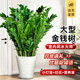 臨雅金錢樹盆栽客廳大花盆辦公室內(nèi)大型好養(yǎng)綠植喬遷搖錢串子真樹擺件 金錢樹65-70cm+白色螺紋盆