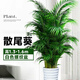 中夢散尾葵植物盆栽客廳大型綠植室內(nèi)辦公室鳳尾竹盆景天堂鳥花卉 散尾葵高1.3-1.6米+螺紋盆