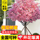 湃點(diǎn)櫻花樹(shù)苗庭院種植櫻花小苗四季耐寒風(fēng)景樹(shù)早晚櫻 2cm粗源頭直發(fā)