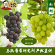 傳倫限江浙滬皖 -巨峰+陽(yáng)光玫瑰組合4-8斤傳倫精品葡萄新鮮水果 5斤