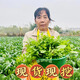［當季新鮮現挖］湖北嘉魚(yú)田間地頭野生薺菜現發(fā)薺菜餃子薺薺菜餡 1斤 現挖薺菜