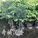 奇楠沉香樹苗正宗 奇楠沉香木苗實生樹苗綠化樹苗地盆栽 沉香樹苗 二棵（80-100CM）二年苗