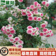 黛陌歐月花苗藤本月季花苗爬藤月季庭院陽(yáng)臺盆栽地栽薔薇花玫瑰花苗 伊甸園 5年苗