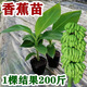 粉蕉苗香蕉苗樹(shù)苗南方矮化蕉抗寒南方紅香安南蕉帶土帶葉當年結果 香蕉苗2棵 20-30高