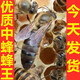 中蜂蜂王種王活體優(yōu)質(zhì)紅背王產(chǎn)卵王阿壩王土蜂王新開產(chǎn)王高產(chǎn)王 原種阿壩王新開產(chǎn)王