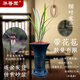 華香園蘭花 細(xì)葉寒蘭 濃幽香型 冬帶花苞 室內(nèi)外盆栽花卉耐陰綠植 細(xì)葉寒蘭4苗帶藍(lán)色束腰盆帶花