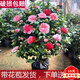 盆栽茶花苗 四季香妃茶花 山茶花盆栽帶花苞濃香型茶花樹庭院室內(nèi)好養(yǎng)五色赤丹茶花樹苗花卉植物 精品六色茶花 6年苗花期花苞繁多