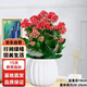 行湘紅色長(zhǎng)壽花水培綠植桌面盆栽盆景+白色南瓜塑料吸水盆 源頭直發(fā)