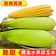 新鮮現(xiàn)摘甜玉米農(nóng)家自種水果玉米甜嫩玉米棒新鮮蔬菜脆甜爆漿可生吃甜玉米 5斤裝甜玉米