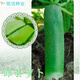 菜友山東正宗濰縣青蘿卜種子濰坊特產(chǎn) 水果秋季四季肉質(zhì)翠綠 甜脆多汁 濰縣蘿卜種子500粒散裝