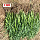上客來(lái)馬蓮種子馬蘭花苗新采馬蘭花種子花苗多年生馬藺馬蘭草苗耐旱耐澇 馬蘭花苗100棵