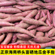 薯鮮氣正宗海南澄邁橋頭地瓜金手指果寶寶小果新鮮富硒板栗紅薯粉糯好吃 5斤 金手指果
