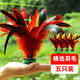杜威克毽子大號公雞毛羽毛比賽毽球牛筋底兒童花鍵  5只裝