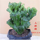 鹿凌青多肉植物玉麒麟盆栽花卉仙人掌麒麟掌室內辦公桌擺趣味不含盆 玉麒麟中號【20-25cm高】