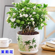 茉莉花盆栽 · 濃香型花卉 陽(yáng)臺室內綠植盆栽 辦公室花卉綠植 茉莉花6棵【帶花苞】+綠竹陶瓷盆 濃香型