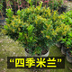 憶薌米蘭花卉 芳香濃郁米蘭花 盆栽 米蘭花苗 5年大苗開(kāi)花多