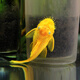 森悠（SARYOR）金苔鼠淡水魚(yú)魚(yú)缸清潔魚(yú)觀(guān)賞魚(yú)熱帶魚(yú)好養工具魚(yú)吃垃圾魚(yú) 2條黃金小胡子（2-3cm）
