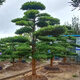 墨耘蒼羅漢松造型米葉雀舌羅漢松庭院地栽迎客松苗四季常青綠植 2米別墅羅漢松 原土球發(fā)貨