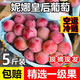 冷鏈空運妮娜皇后晴王葡萄羅馬紅寶石新鮮孕婦水果無(wú)籽紅提紅酒香 2斤 單果13g以上