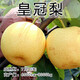 姬緣希嫁接梨樹(shù)苗皇冠梨果樹(shù)苗南北方種植庭院地栽秋月梨樹(shù)果苗當年結果 皇冠梨 10年苗【大苗結果多多】