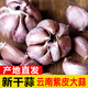 辰實【新干蒜】新鮮紫皮大蒜 云南獨頭蒜三瓣蒜 大蒜農(nóng)家蔬菜臘八蒜 9斤（多蒜瓣）