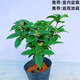 瑰瑋桂花樹(shù)苗四季桂盆栽桂花苗丹桂花卉植物易活陽(yáng)臺耐寒庭院園藝好養 四季桂花高50厘米左右 不含盆