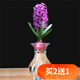 歐悟碗蓮種子室內(nèi)盆栽水培植物水養(yǎng)荷花綠植花卉風(fēng)信子水仙花種球睡蓮 紫色風(fēng)信子種球1顆+盆+營(yíng)養(yǎng)液