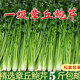 章丘鮑芹一級芹菜山東特產(chǎn)食用禮盒正宗產(chǎn)地 5斤精品裝