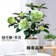 [綠可娜茶花樹(shù)苗]盆栽茶花山茶花苗帶花苞茶花重瓣耐寒室內外植物 綠可娜8年苗/花苞季節帶花苞發(fā)貨