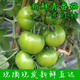 辰實(shí)【現(xiàn)摘】青番茄 新鮮未成熟青西紅柿 青柿子酸青番茄炒菜現(xiàn)摘 5斤 （不可生吃）