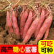 旺園興新煙薯25號種可種植育苗流油蜜糖心高產(chǎn)山東密署稀軟地瓜紅薯 5斤食用或種植需要備注 高純度糖心流蜜煙薯(可吃可做種)