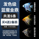 CRAZY PLANT七彩神仙魚觀賞魚活體熱帶埃及神仙魚好養(yǎng)耐活淡水冷水小金魚苗 發(fā)色級藍(lán)魔金鼎買4+2