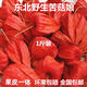 東北長白山紅姑娘果苦菇娘野生紅錦燈籠果掛金燈菇鳥菇蔦新貨包郵 1斤