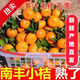 五斤正宗南豐蜜橘桔子沙糖桔薄皮當(dāng)季新鮮水果砂糖蜜桔橘子整箱 2024鮮果[血虧補(bǔ)貼199箱]早上 帶箱5.1-5.8斤大果