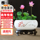 九千谷陶瓷花盆水仙盆睡蓮碗蓮銅錢(qián)草水培水養花卉綠植花盆帶底座3888