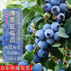 四萬(wàn)公里 40000KM 藍莓樹(shù)苗 薄霧果樹(shù)樹(shù)苗南北方種植陽(yáng)臺盆栽地栽果苗源頭直發(fā)包郵