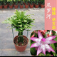 進(jìn)口嫁接蟹爪蘭盆栽花卉多色帶花苞重瓣陽臺植物四季開花蟹爪蓮苗 嫁接【尼羅河】當(dāng)年開花+花架 不含盆