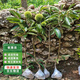 嫣藍果樹(shù)苗嫁接板栗樹(shù)苗板栗小苗南北方種植苗 1.5厘米粗源頭直發(fā)