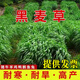 語(yǔ)安進(jìn)口多年生黑麥草種子耐寒牧草種子四季草籽雞鴨鵝牛羊魚(yú)紫花苜蓿 進(jìn)口牧草一年生黑麥草種子1斤
