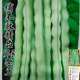 摘不敗精品97-5架豆王種子早種熟四季豆角種子春秋播蔬菜種子 正宗97-5摘不敗架豆四季豆種子 精品原裝5包【255粒左右】